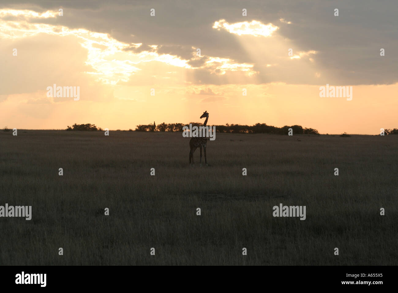 Masai mara wildlife reservation hi-res stock photography and images - Alamy