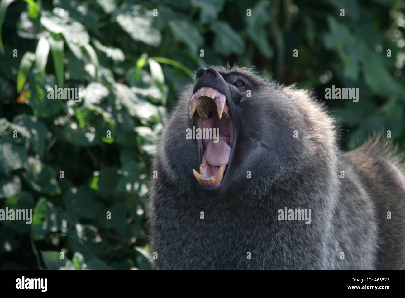 Anubis Baboon yawns on the Masai Mara, Safari, Kenya, Africa Stock Photo