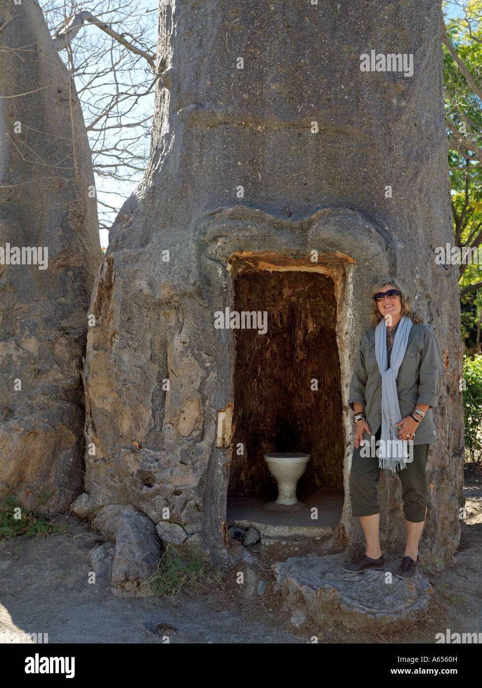 A unique toilet made by hollowing out a giant baobab tree at Katima Mulilo No longer in use it was made during the German rule Stock Photo