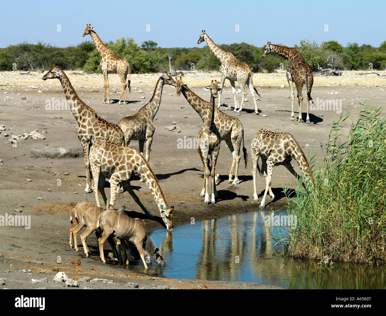 A waterhole on the edge of the Etosha Pan frequented by giraffe and greater kudu  Stock Photo
