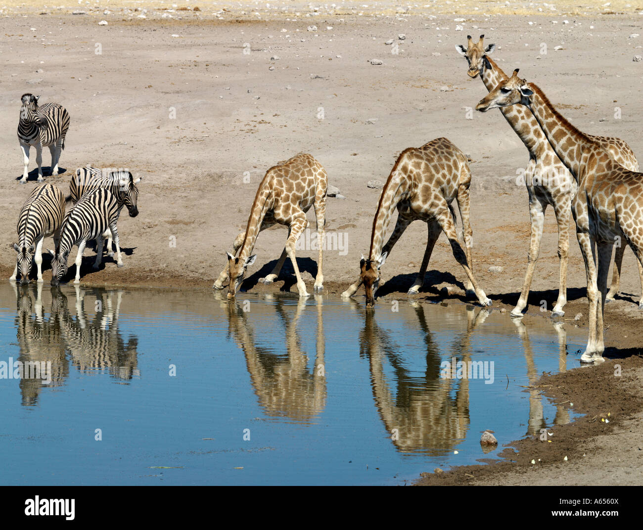 A waterhole on the edge of the Etosha Pan frequented by giraffe and Burchell s zebra  Stock Photo