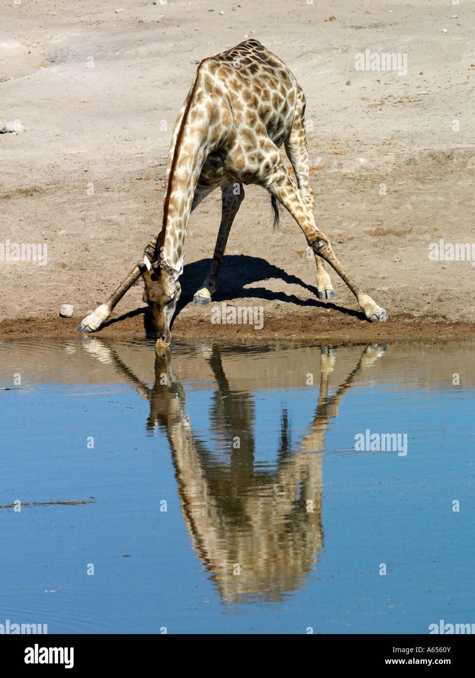 A giraffe drinking at a waterhole on the edge of the Etosha Pan  Stock Photo