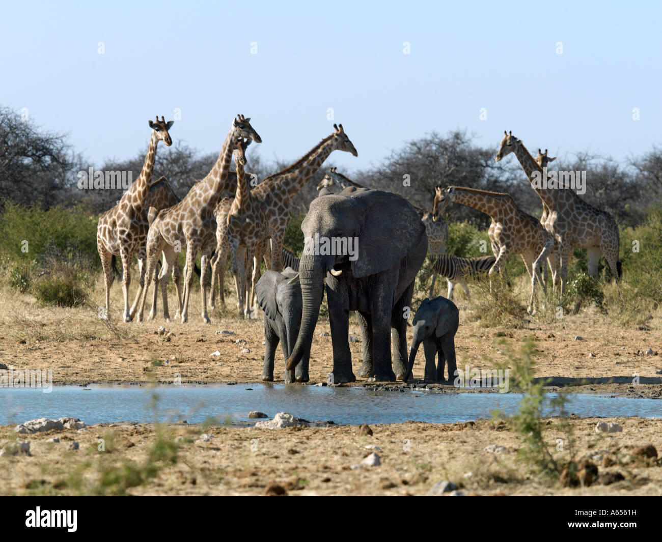 Elephants drink at a waterhole on the edge of the Etosha Pan while giraffes and zebra wait their turn  Stock Photo