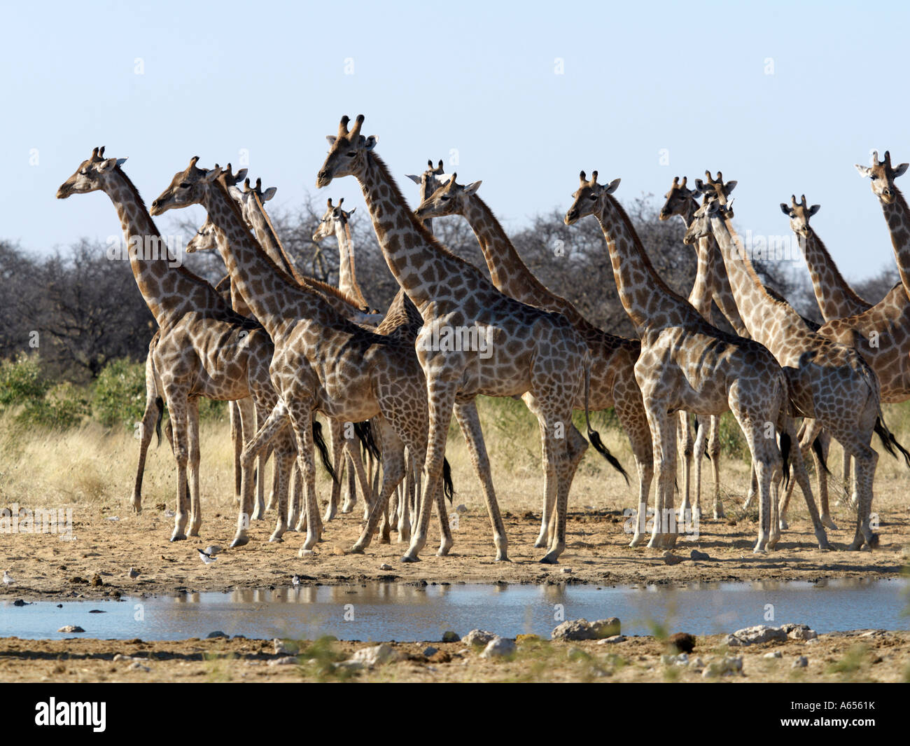 A herd of Giraffe come to a waterhole on the edge of the Etosha Pan  Stock Photo