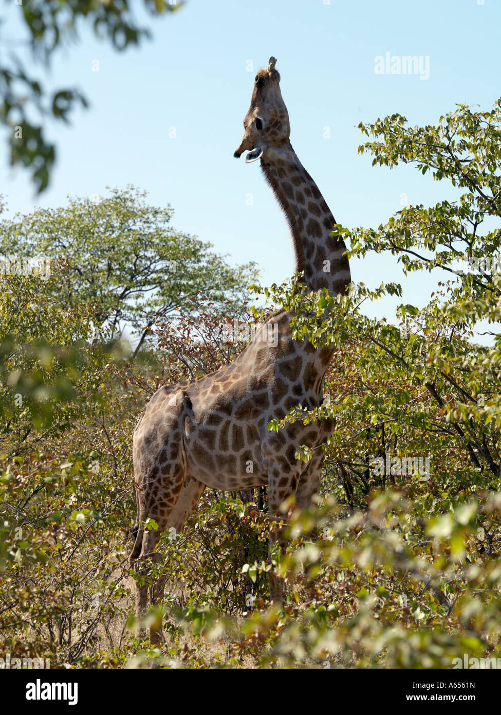 A Giraffe with a bone in its mouth on the edge of the Etosha Pan This behaviour is not unusual in Etosha  Stock Photo