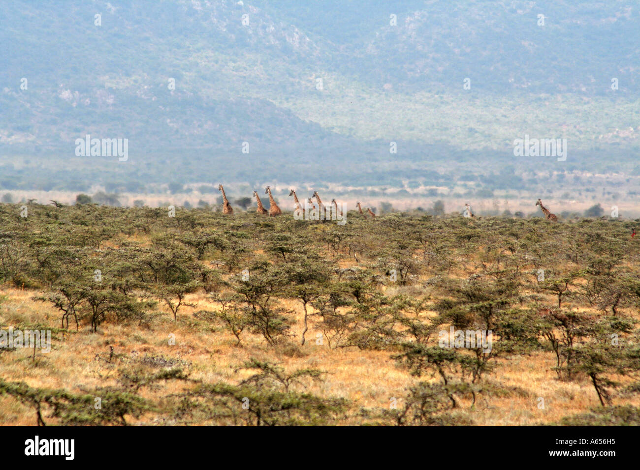 Kenya, Giraffe Herd in East Africa in the distance Stock Photo