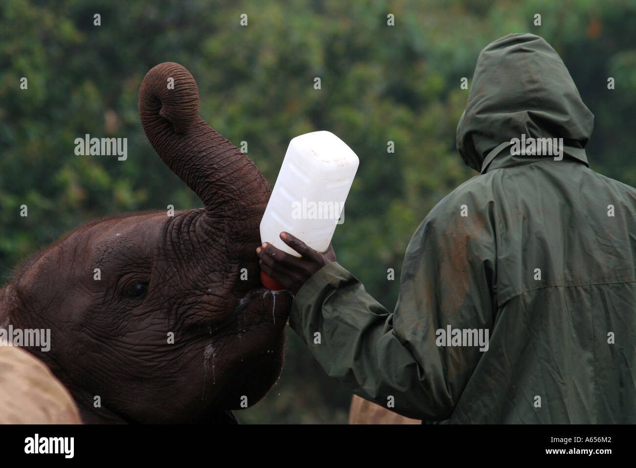 Nairobi Elephant orphanage, handler feeding a baby elephant with a bottle, Nairobi Kenya, East Africa Stock Photo