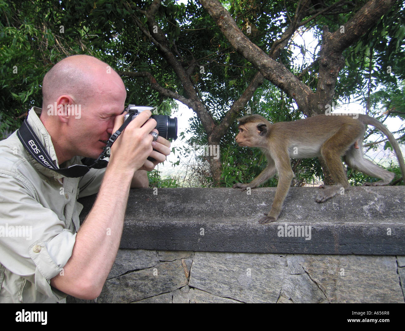 Sri Lanka Temple Monkey at Buddhist Dambulla Cave, Toque Monkey, Macaque  Monkey looking into the camera Stock Photo