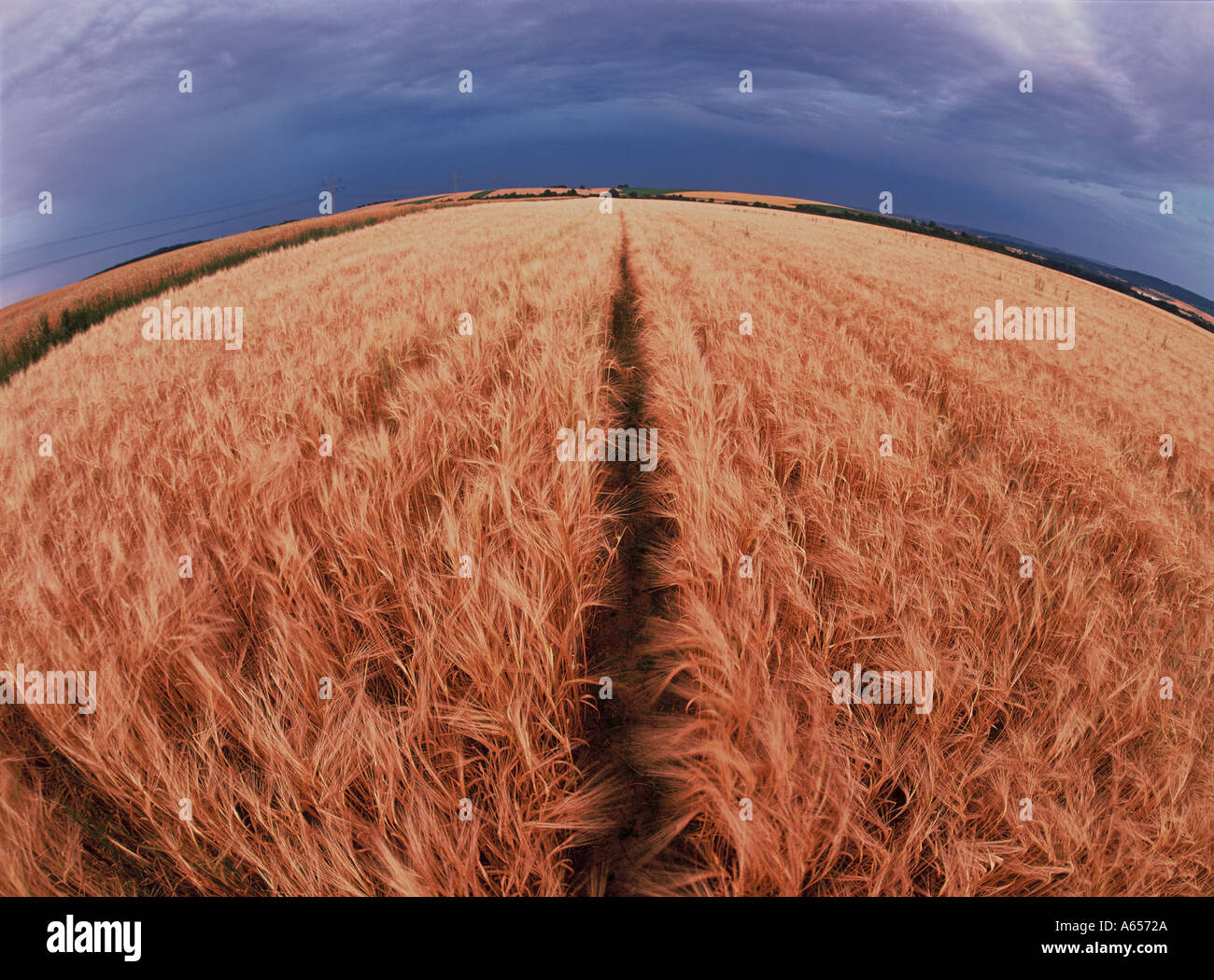 Barley field in late summer Stock Photo - Alamy