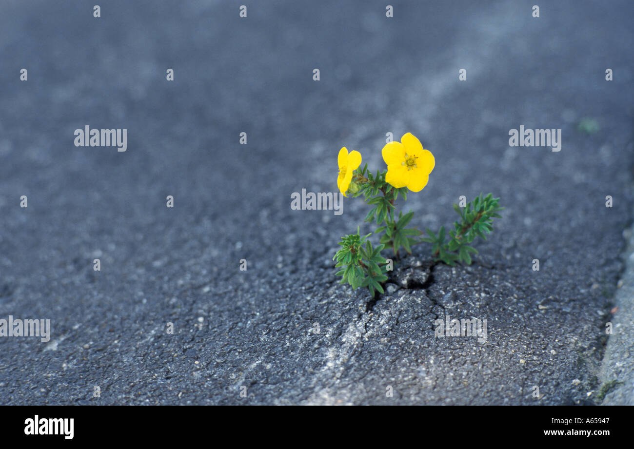 flower growing through asphalt surface Stock Photo Alamy