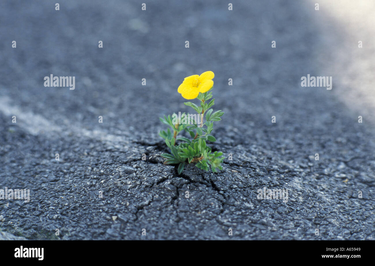 flower growing through asphalt surface Stock Photo