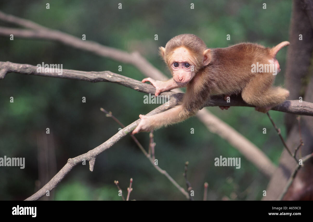 A baby Tibetan macaque Macacca thibetana climbing in a tree Mt Emei Sichuan province China Stock Photo