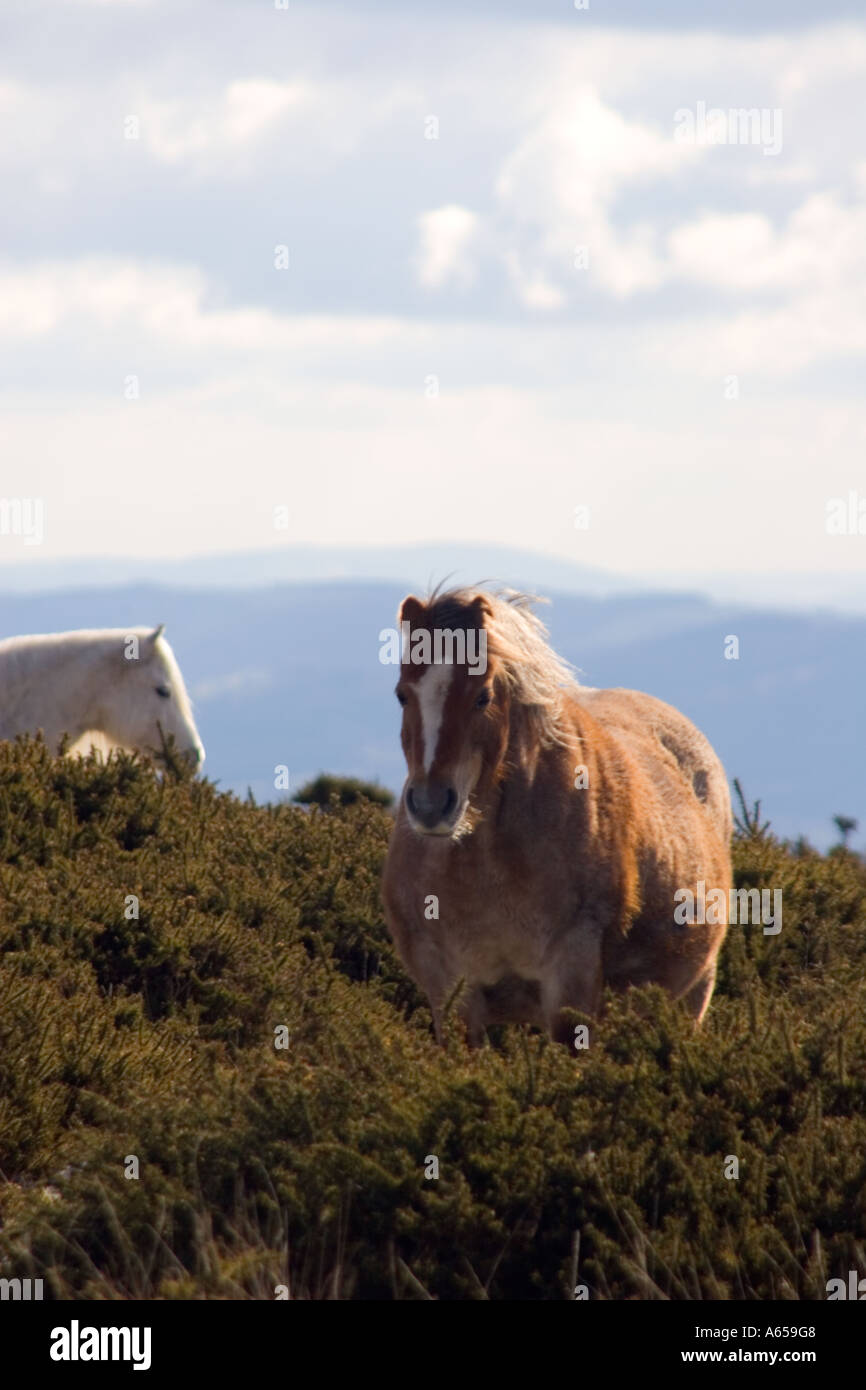 Wild Horses, Hergest Ridge, on the Offas Dyke footpath between Kington