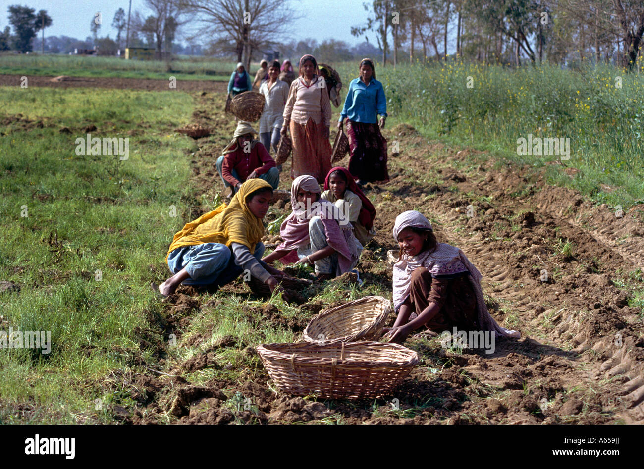 Rajasthan India Women Harvesting Potatoes By Hand Stock Photo Alamy