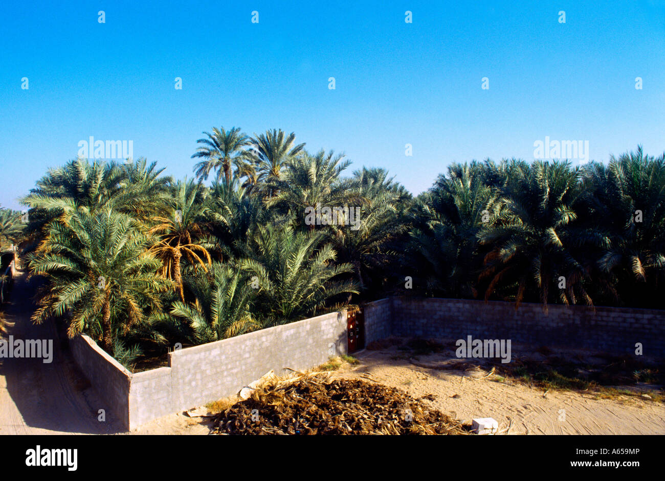 Abu Dhabi UAE Al Ain  Palm Plantation Oasis At Hili Stock Photo