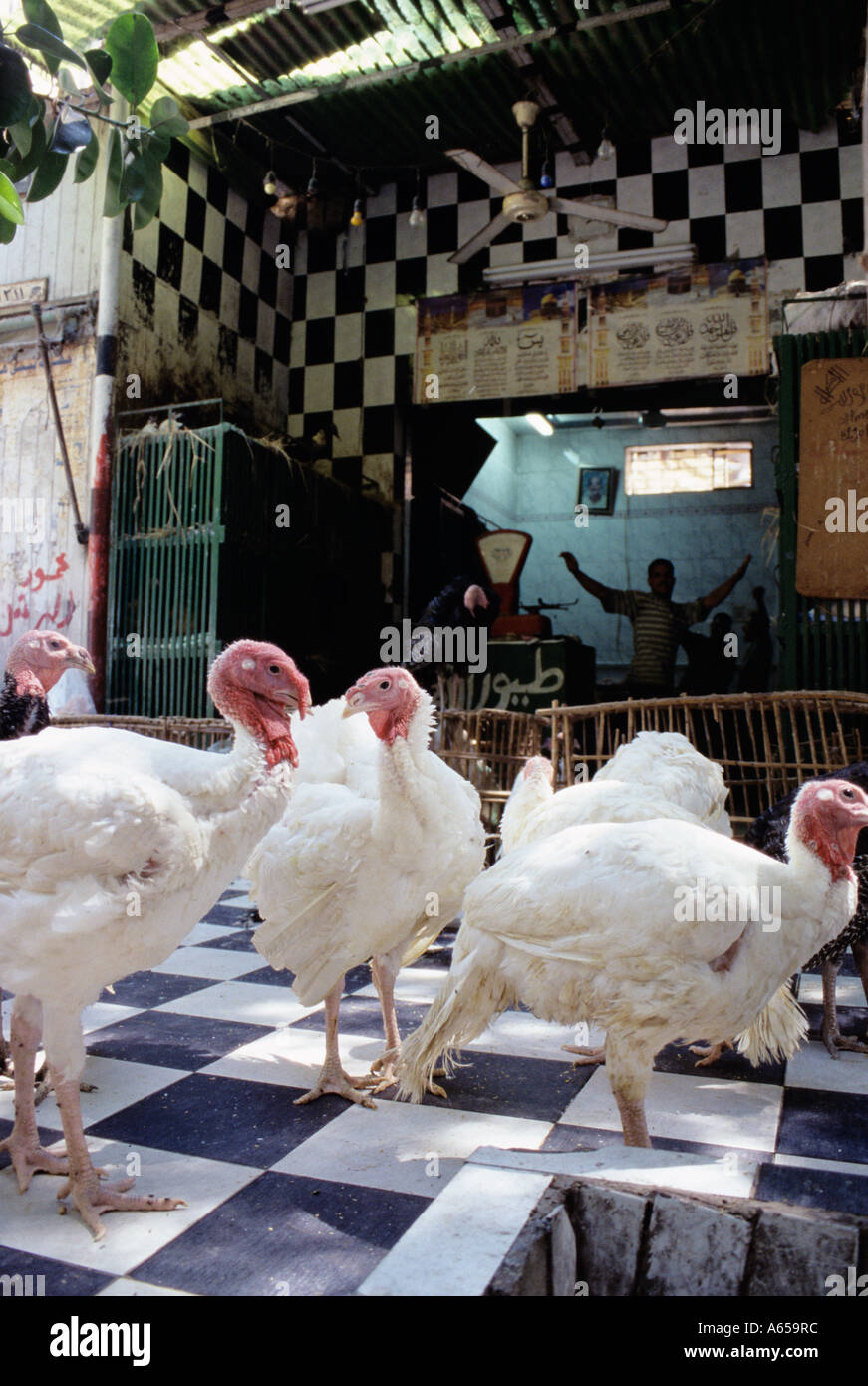 Live Turkeys For Sale On Cairo Street Stock Photo Alamy   Live Turkeys For Sale On Cairo Street A659RC 