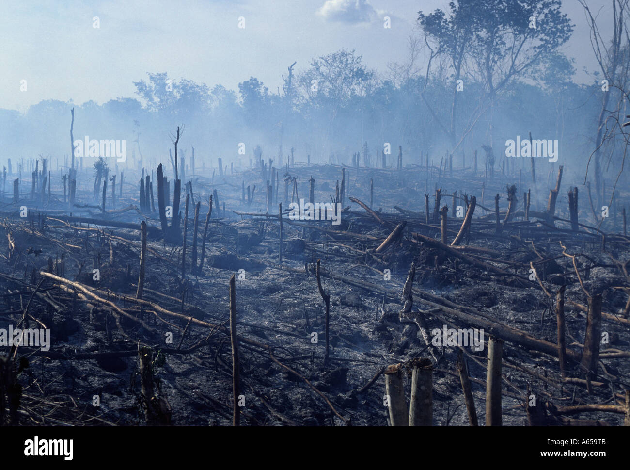 Smoldering forest slash and burn agriculture, Yucatan Peninsula, Mexico Stock Photo