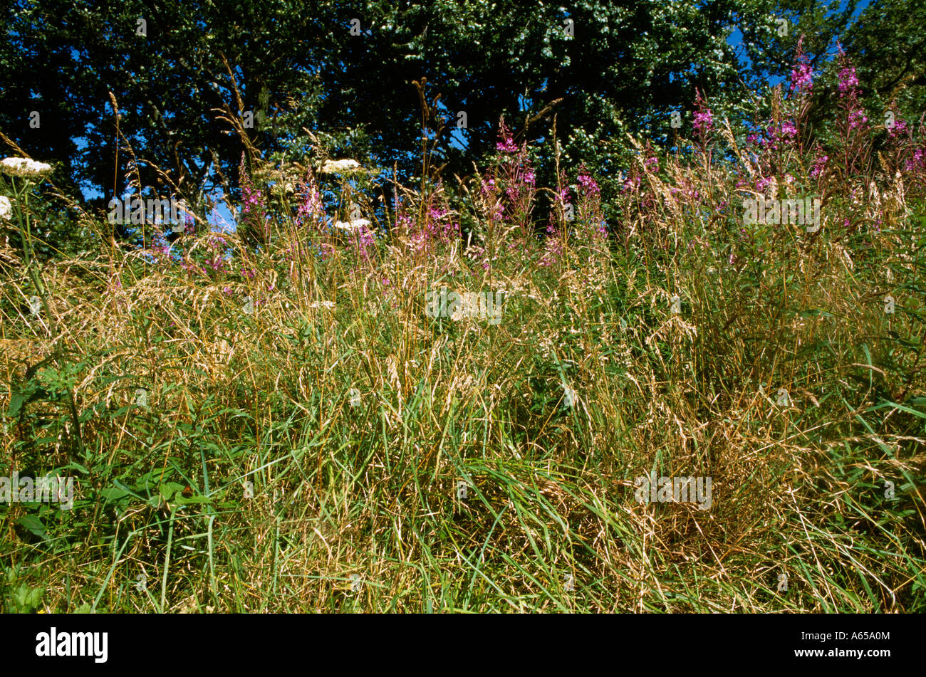 Somerset England Exmoor  Wild Flowers In Field Hedgerow Stock Photo
