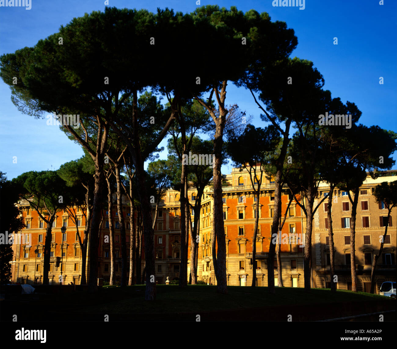 Rome Italy Umbrella Pines And Buildings Stock Photo Alamy