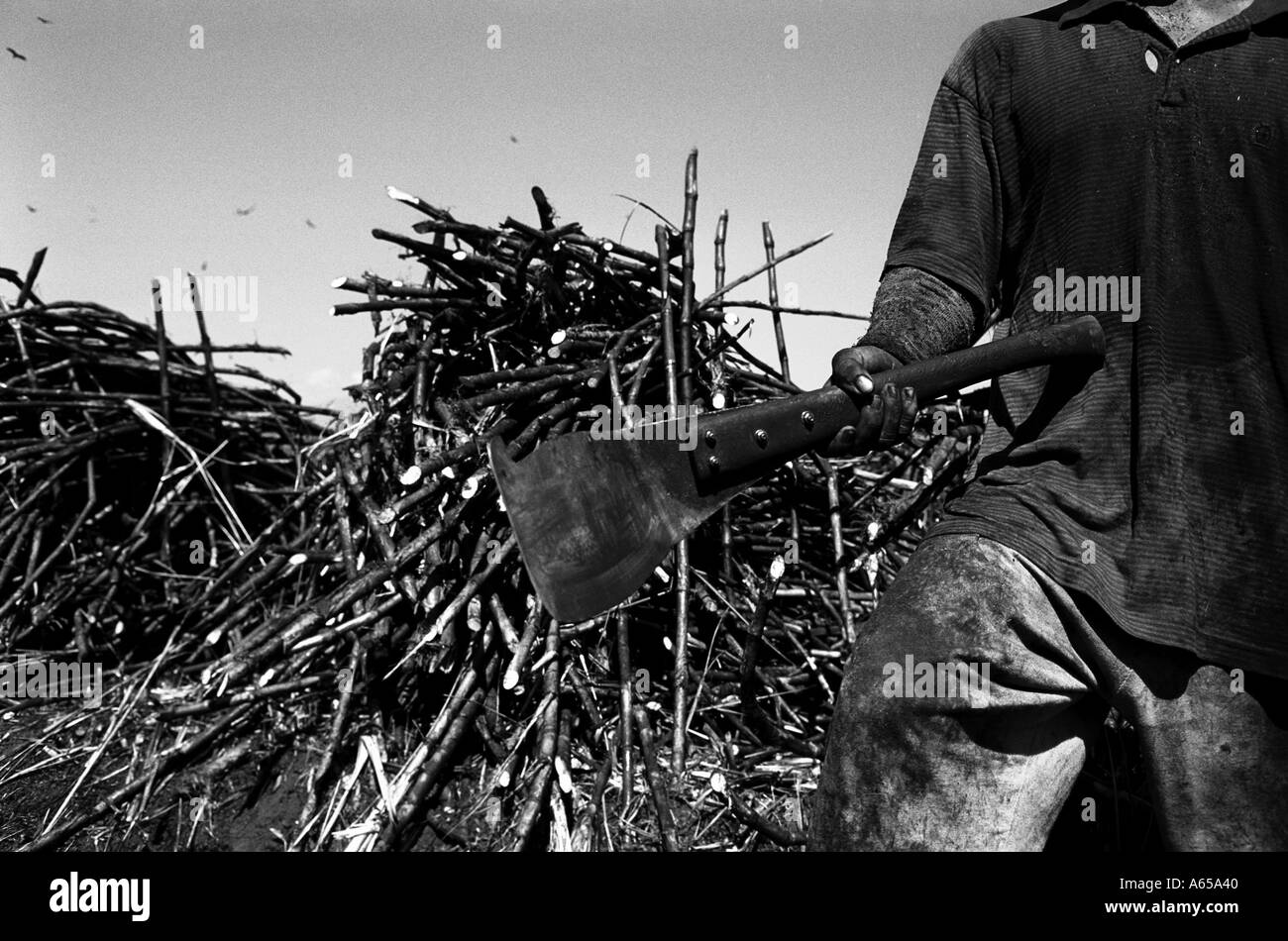 cutting sugar cane in Guatemala Stock Photo