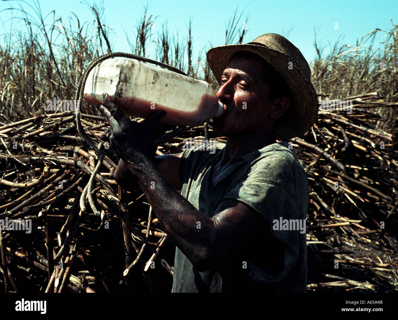 sugarcane harvester drinking water in Guatemala Stock Photo Alamy