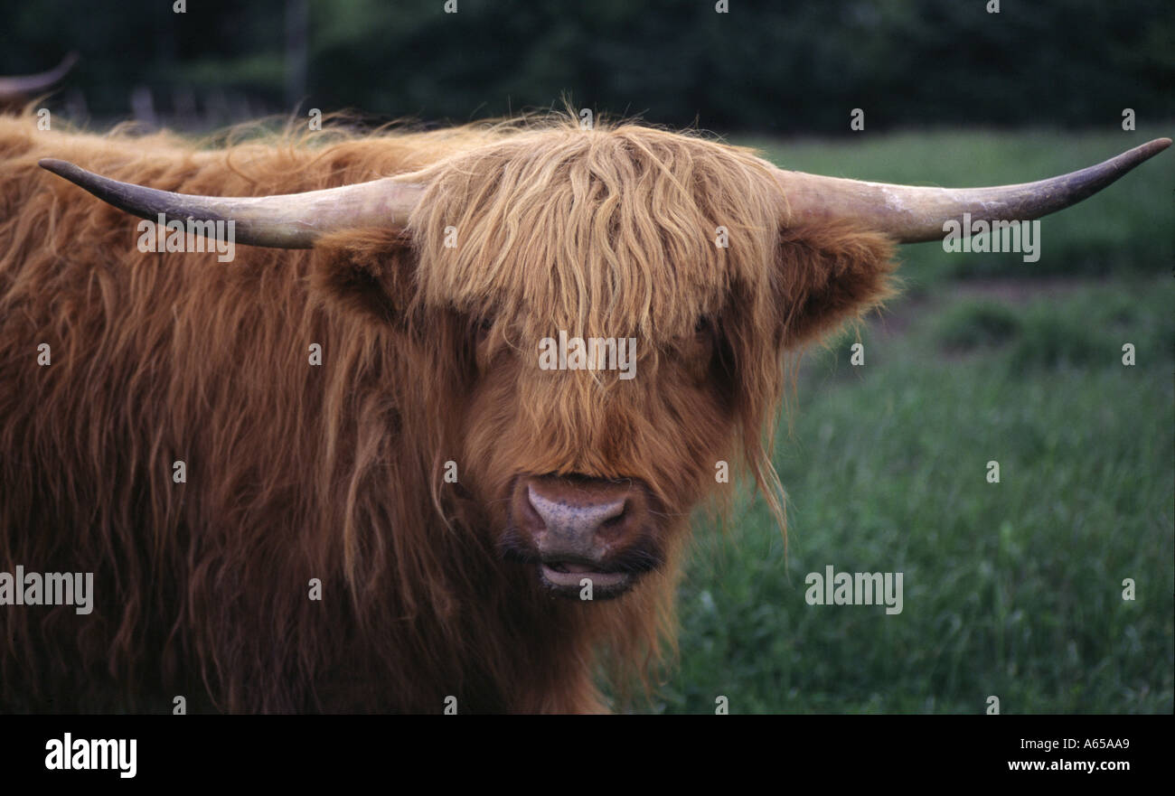 A head on view of a Highland Cow. UK Stock Photo - Alamy