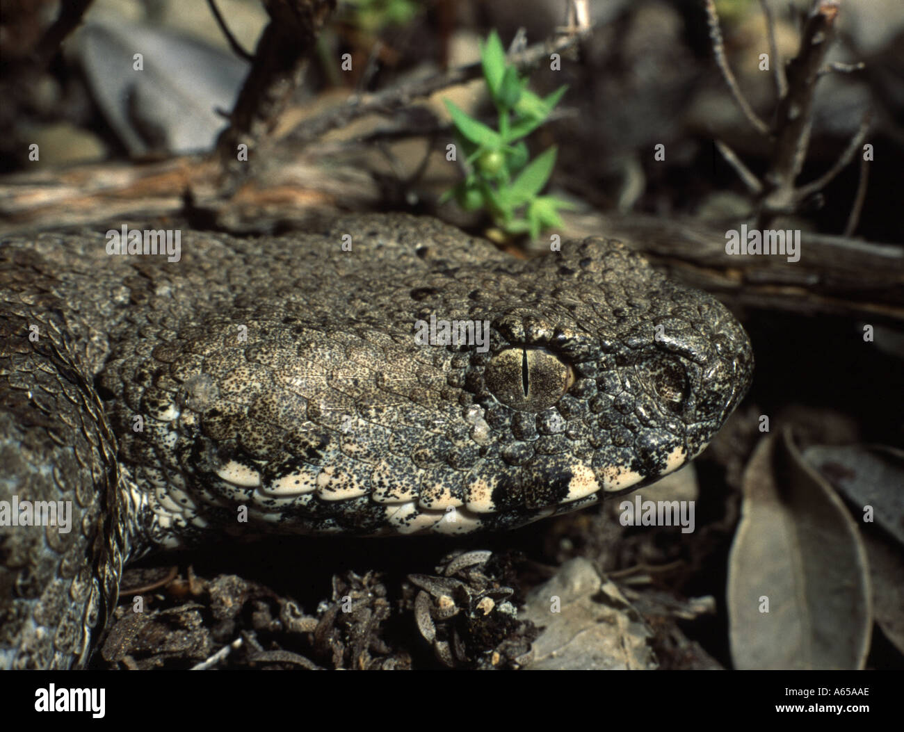 Vipera lebetina schweizeri hi-res stock photography and images - Alamy