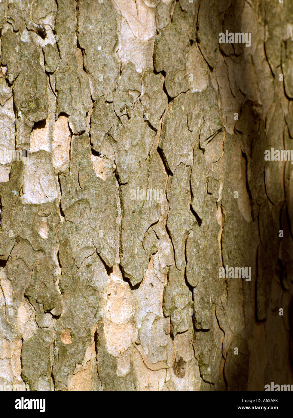 Sycamore Tree Bark Stock Photo Alamy
