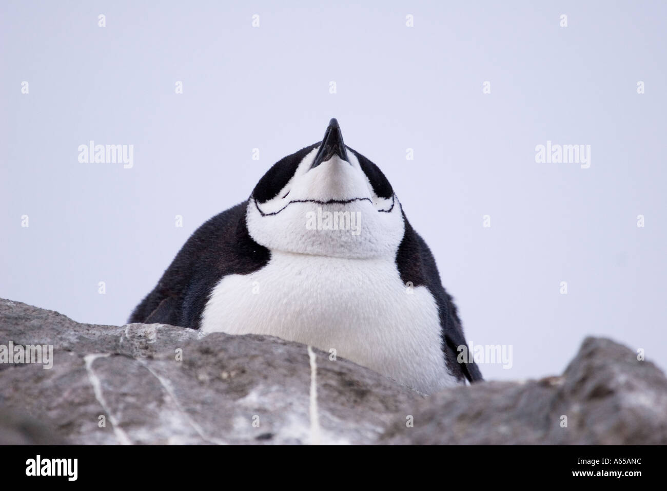 Fat chinstrap penguin sleeping on nest in Antarctica seen from below