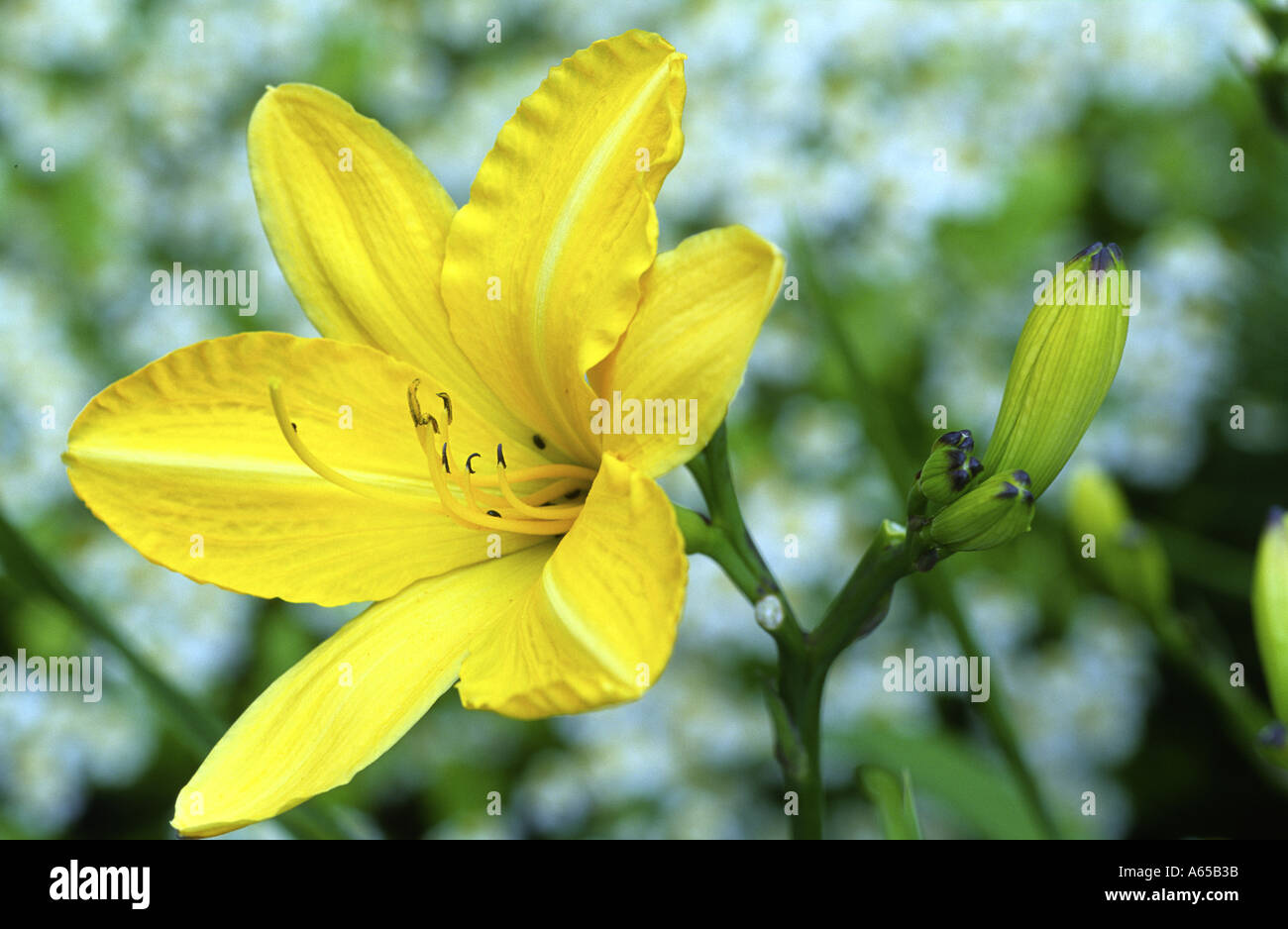 Lily Hemerocallis Cartwheels Stock Photo Alamy
