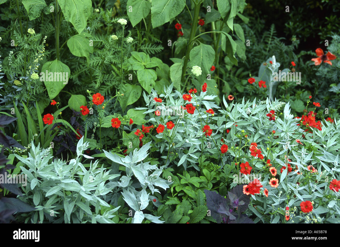 Geum Mrs Bradshaw Stock Photo - Alamy
