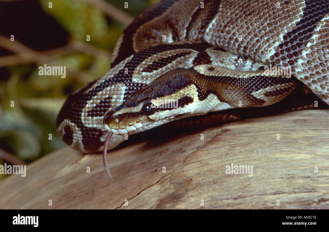 Royal Python, Python Regius, Pythonidae Stock Photo - Alamy