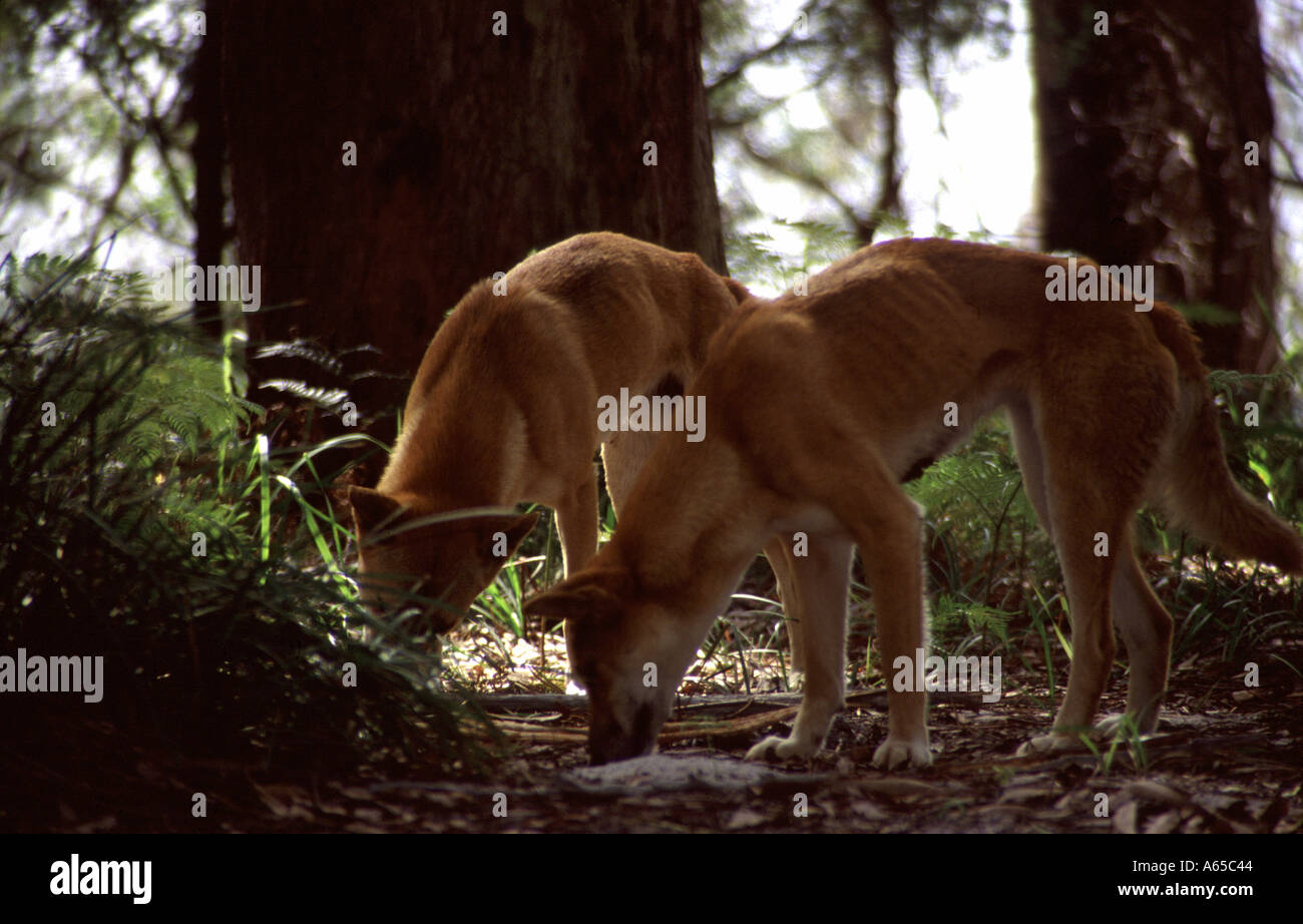 Dingos scavenging for food Stock Photo