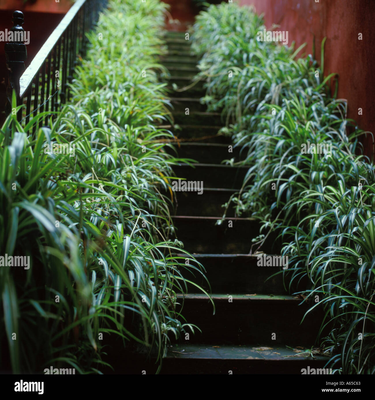 Staircase with plants Stock Photo Alamy