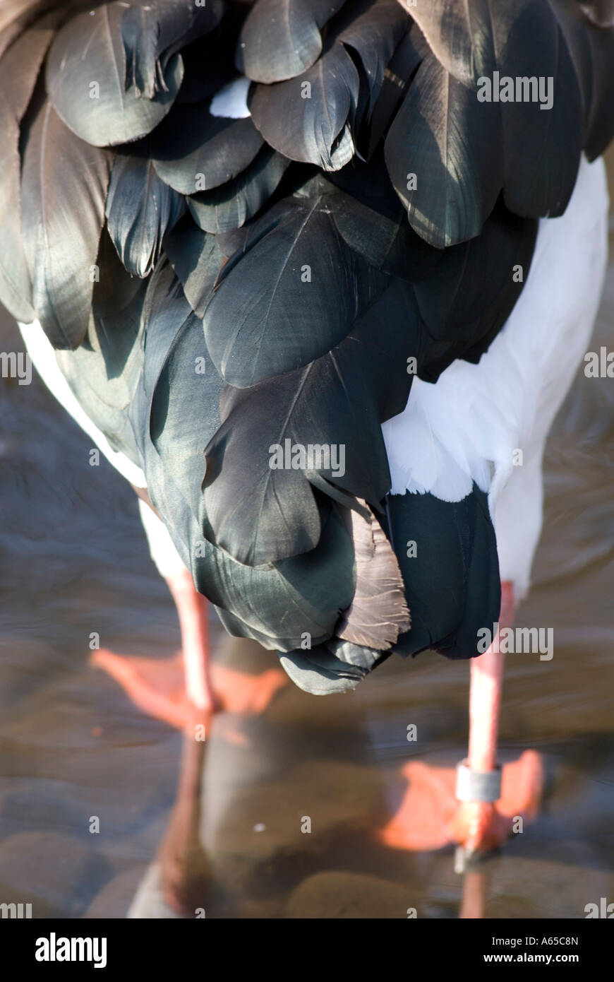 Like a Duck to Water Stock Photo