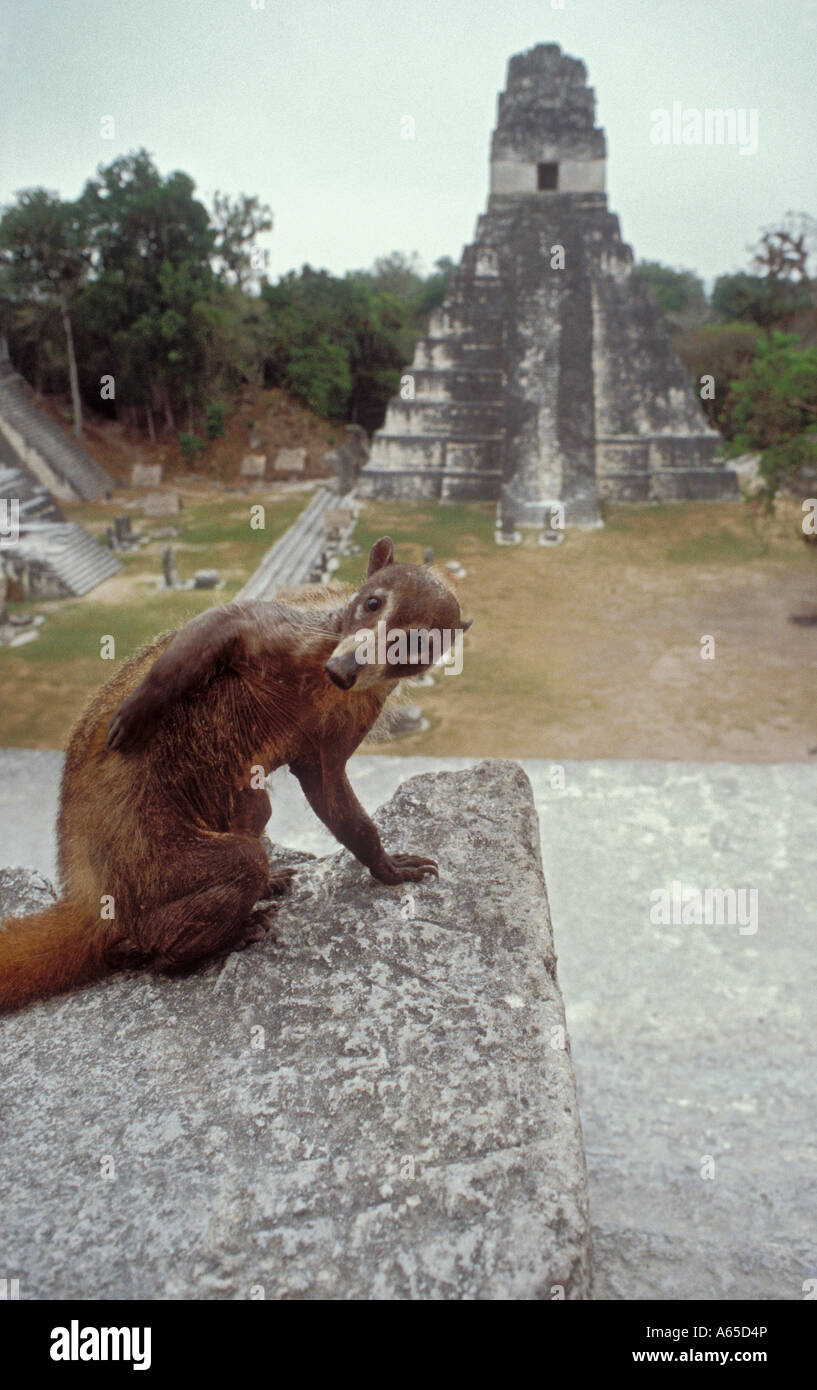 Tikal Guatemala A coatimundi sits among the Mayan ruins in Tikal National Park Stock Photo