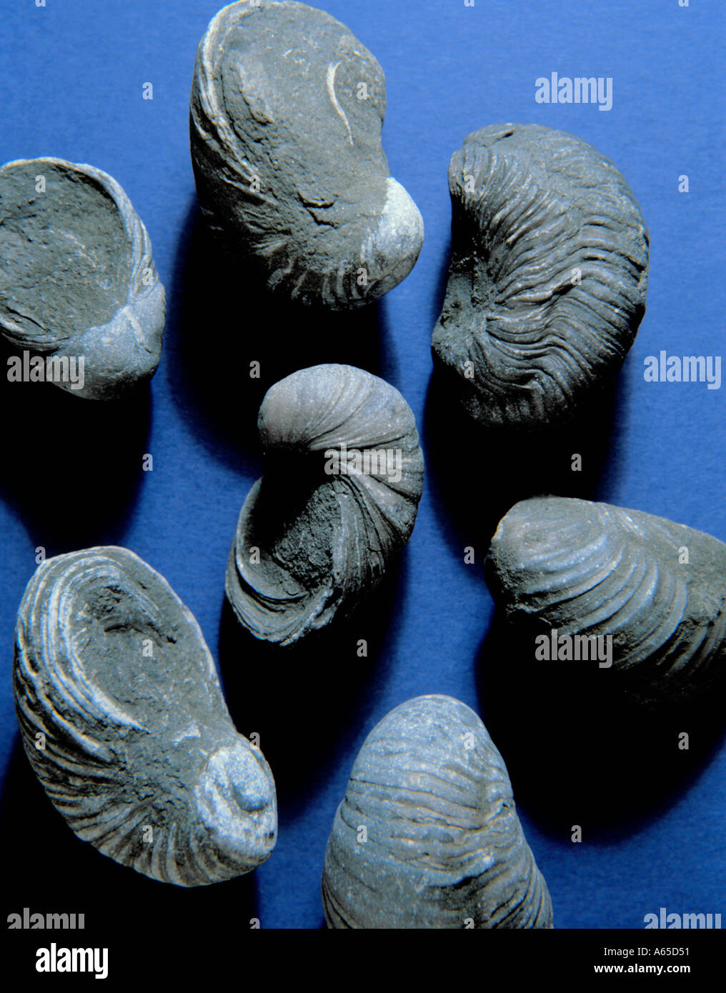 Fossil Gryphaea In Jurassic Limestone North Yorkshire Coast England Uk Length 60mm Stock 6434