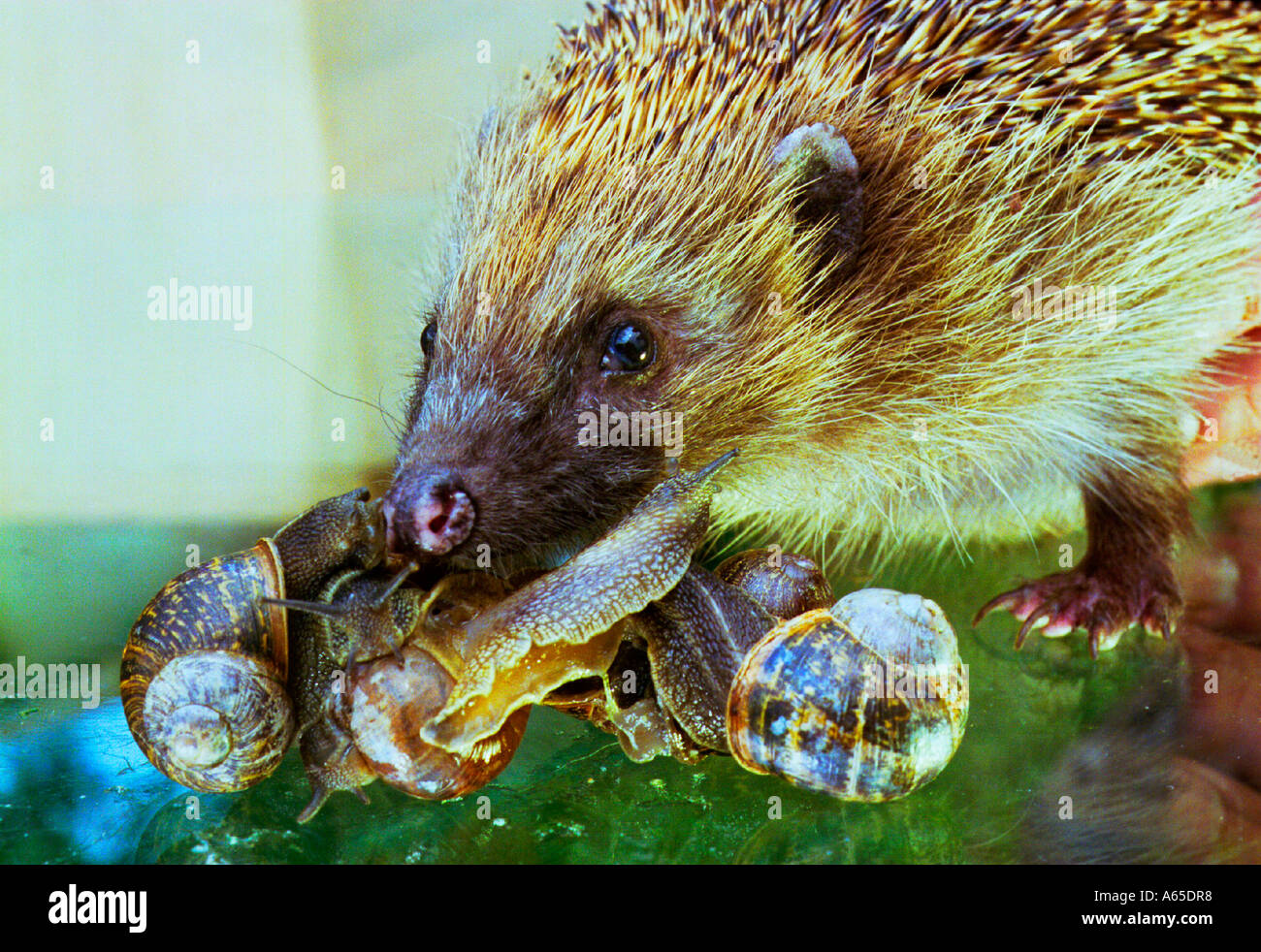 Hedgehog eating hires stock photography and images Alamy