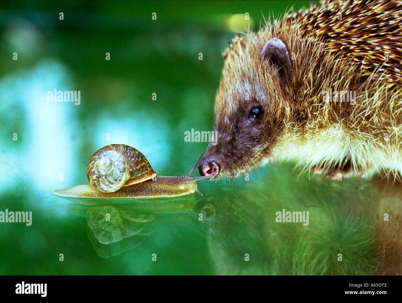 A Hedgehog comes face to face with a common garden snail Stock Photo