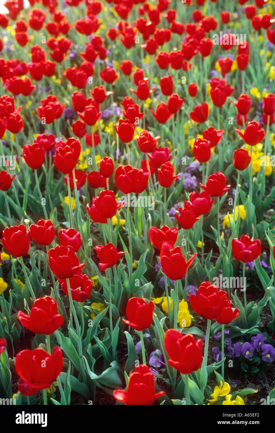 Tulip garden Annapolis Maryland Stock Photo Alamy