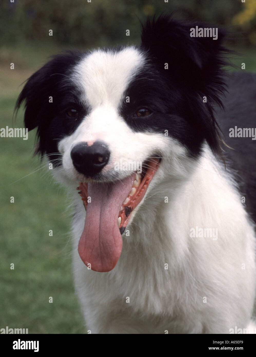 Border Collie panting Stock Photo Alamy