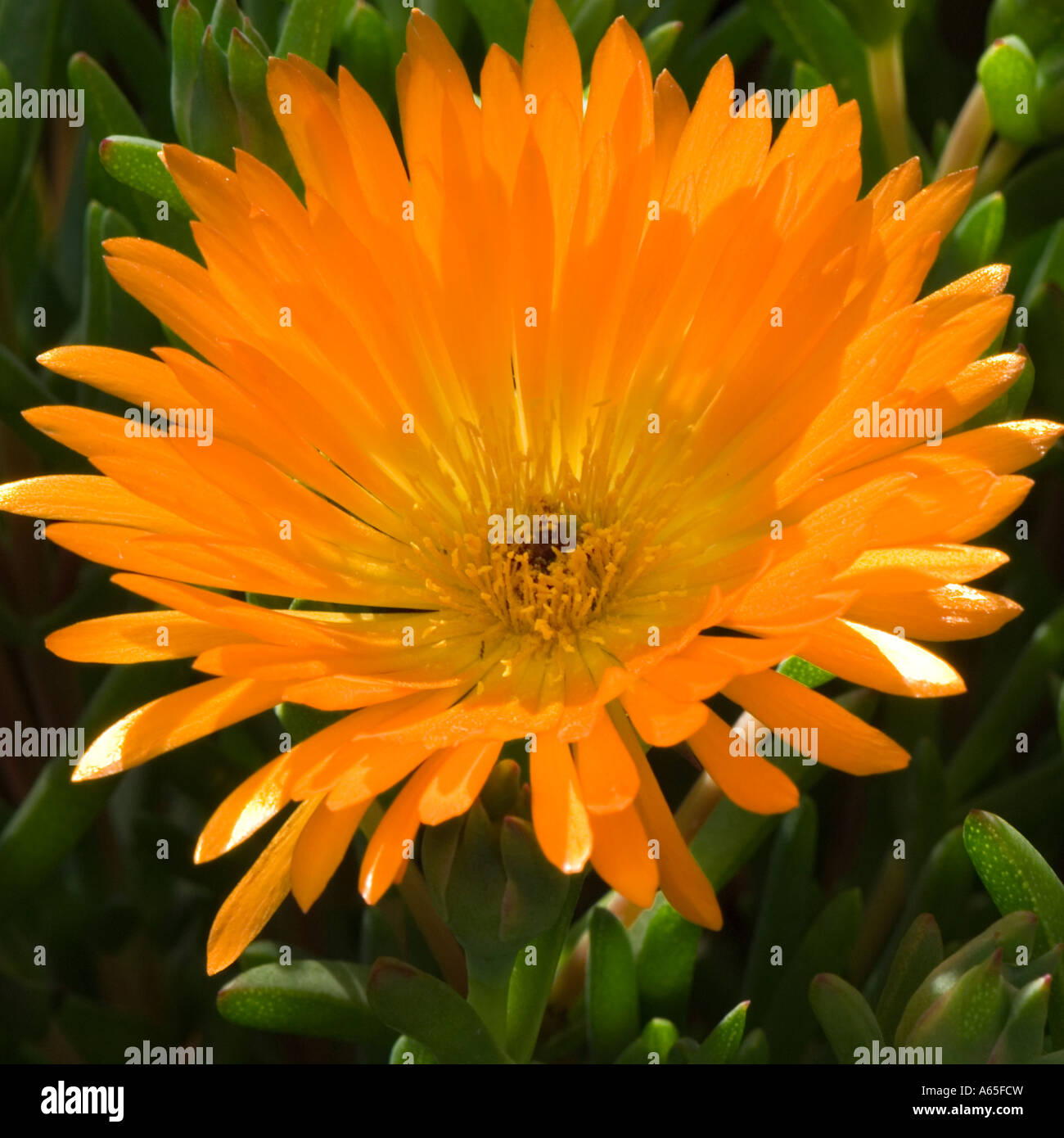 Malephora crocea coppery mesemb flower AKA Tequila Sun Rise Stock Photo