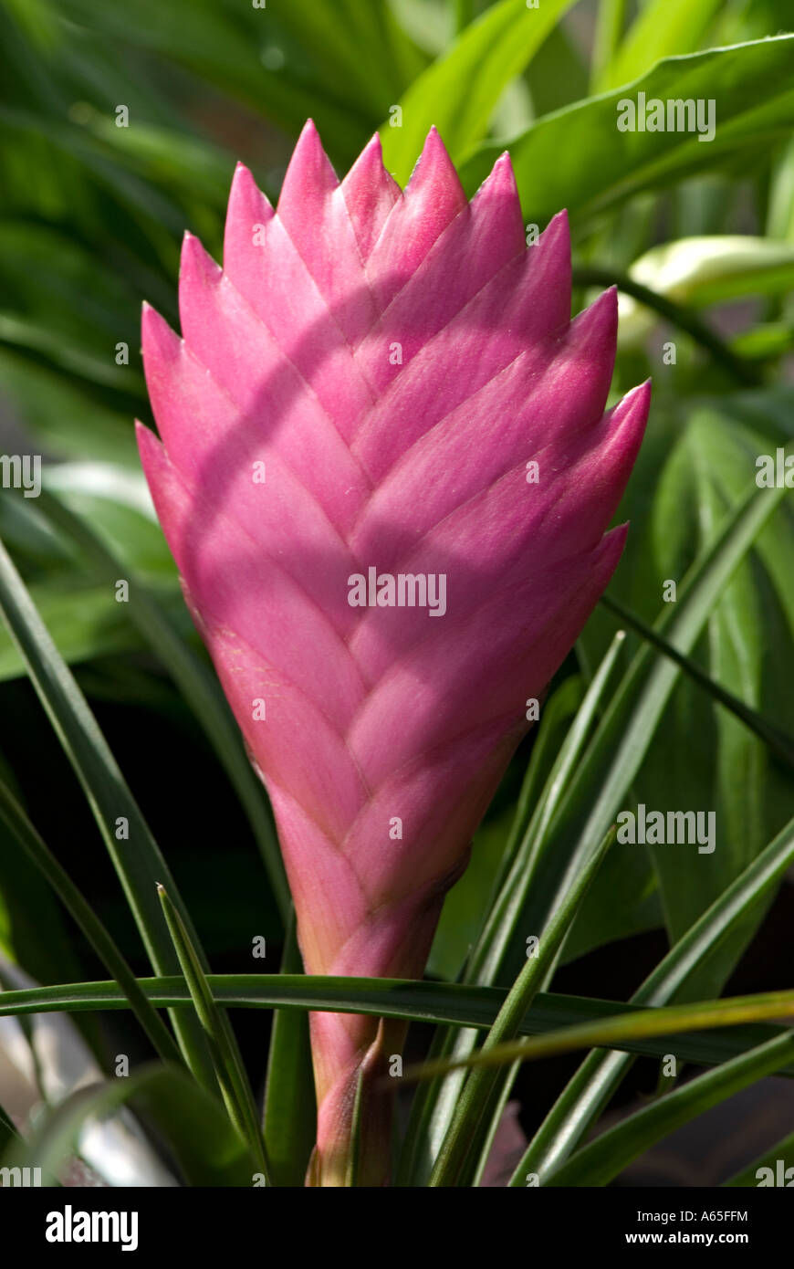 Pink Bromelia houseplant showing closed flower Stock Photo - Alamy