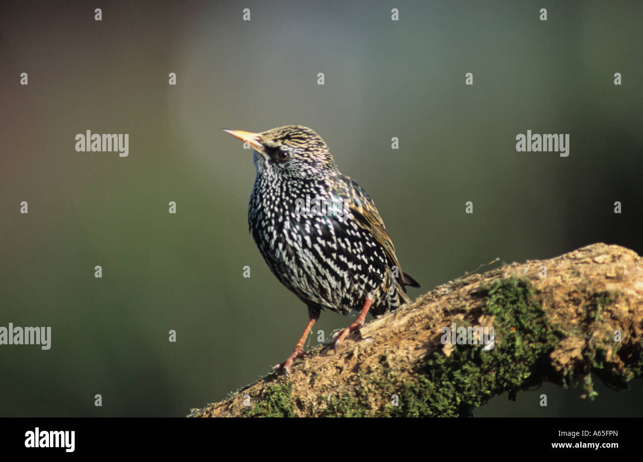 Starling on branch(Sturnus vulgaris) in Uk Stock Photo