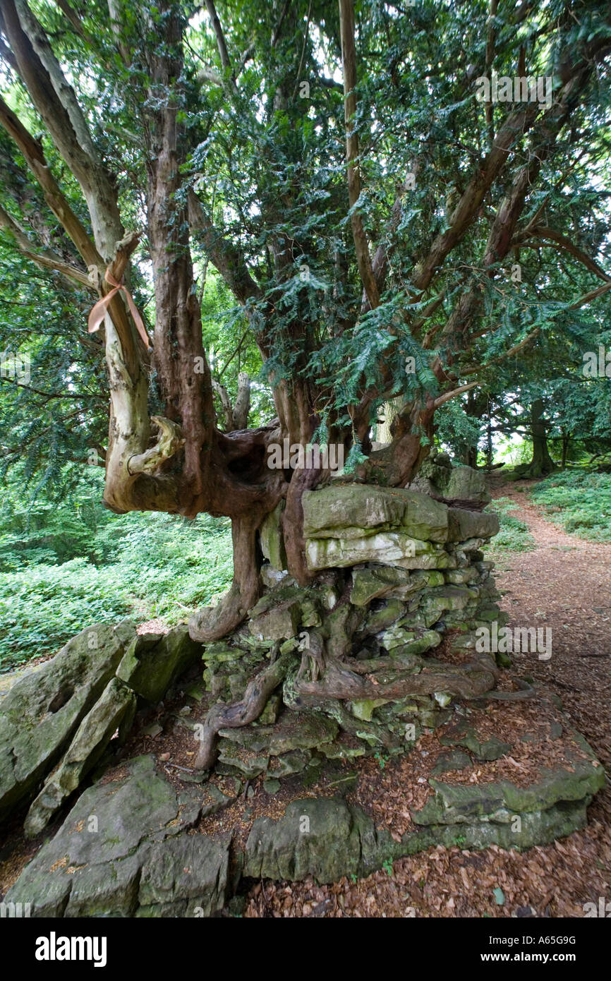 The Devil s Pulpit a yew tree with its roots in a rocky outcrop above