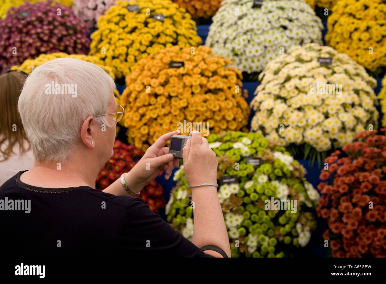 Enthusiast photographs flowers at the Royal Horticultural Show Tatton Park 2006 Stock Photo