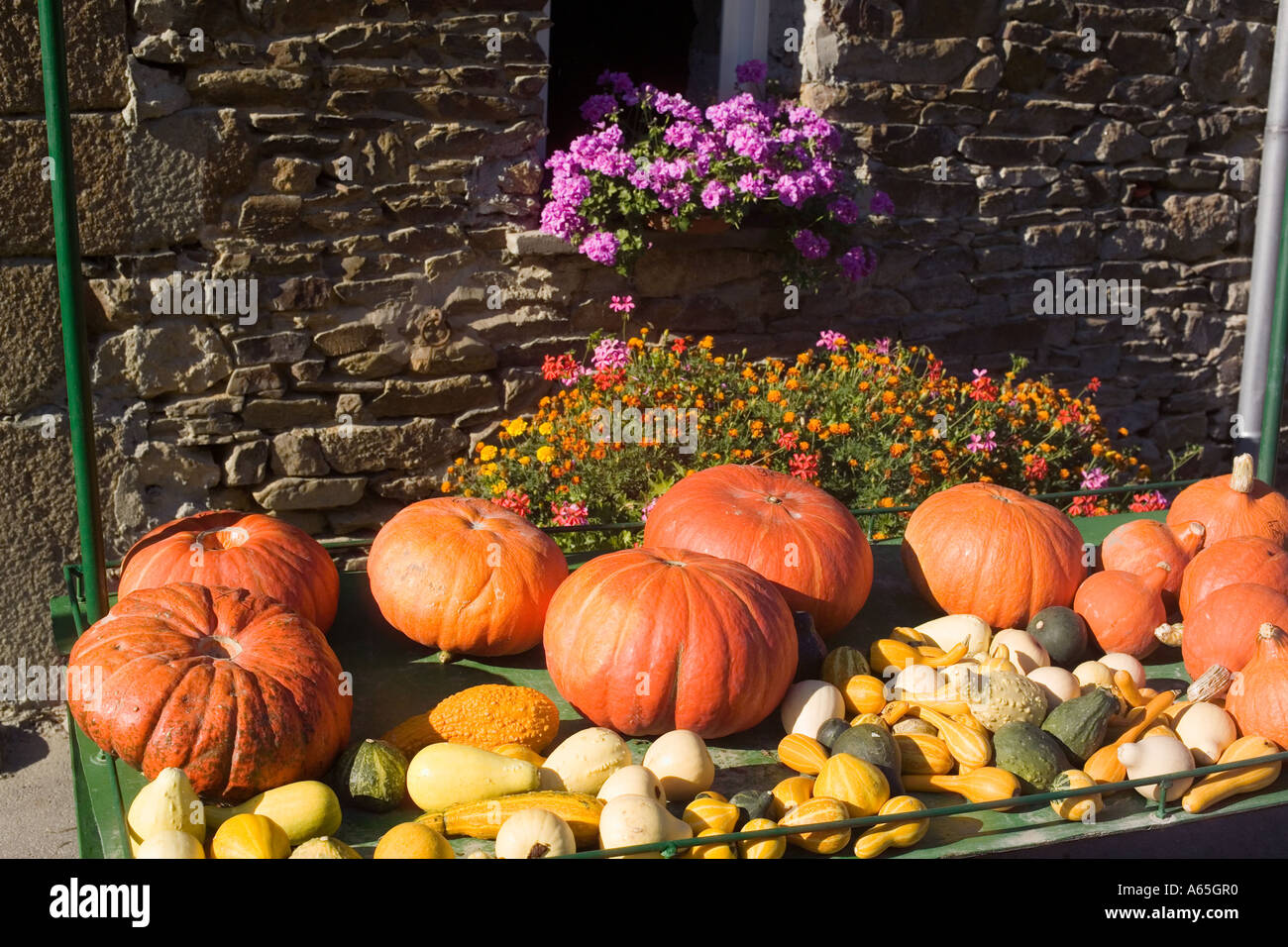ASSORTMENT WITH CUCURBITS PUMPKINS AND SHALLOTS BRITTANY FRANCE Stock Photo