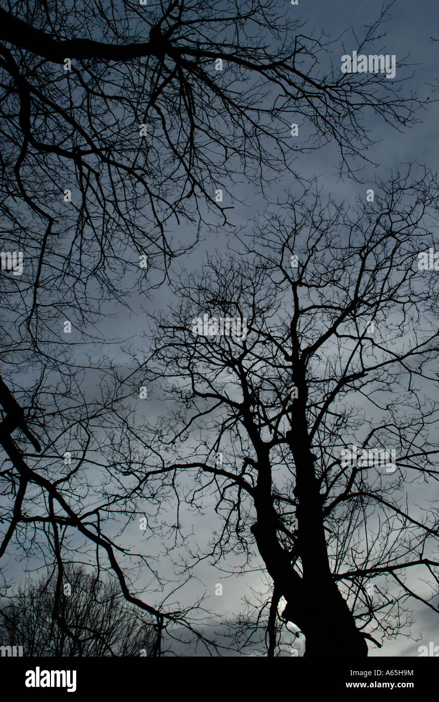 Tree branches silhouetted against dark sky Stock Photo - Alamy