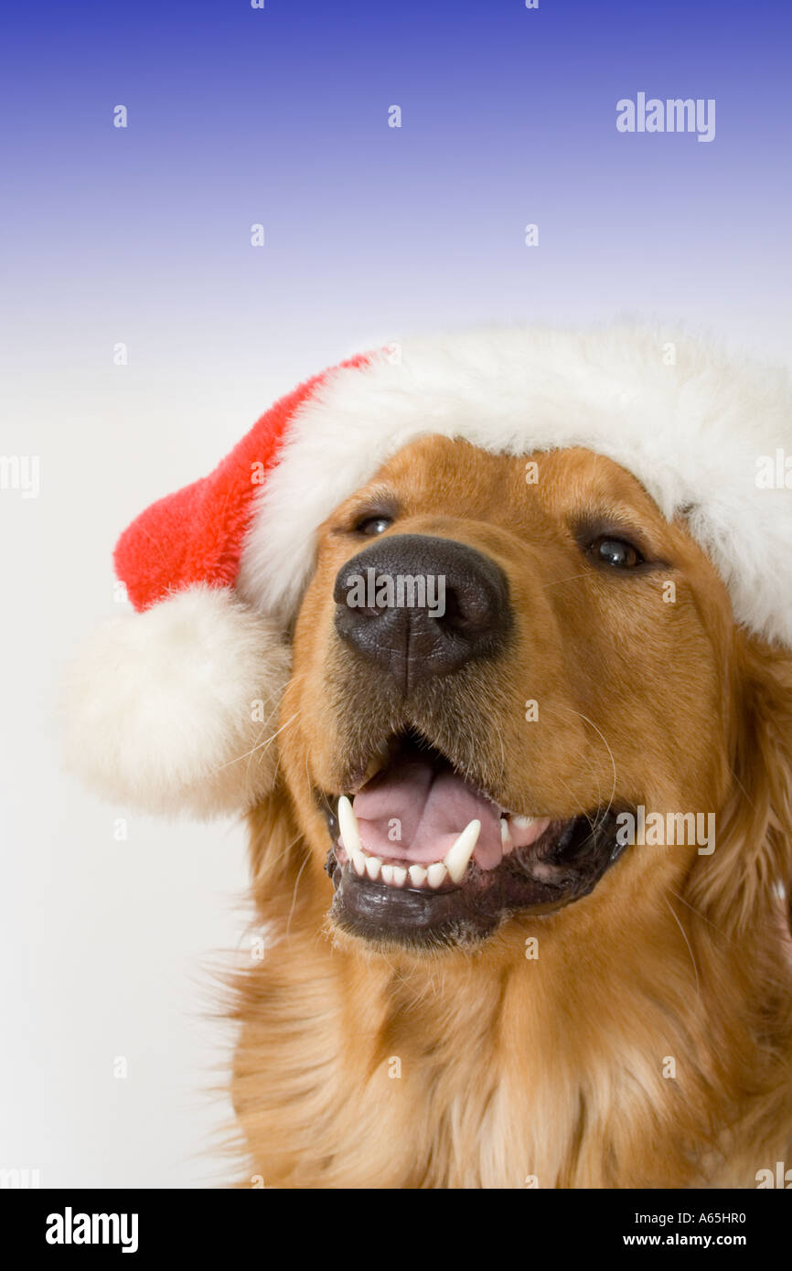 Golden retriever santa hat dog hi-res stock photography and images - Alamy