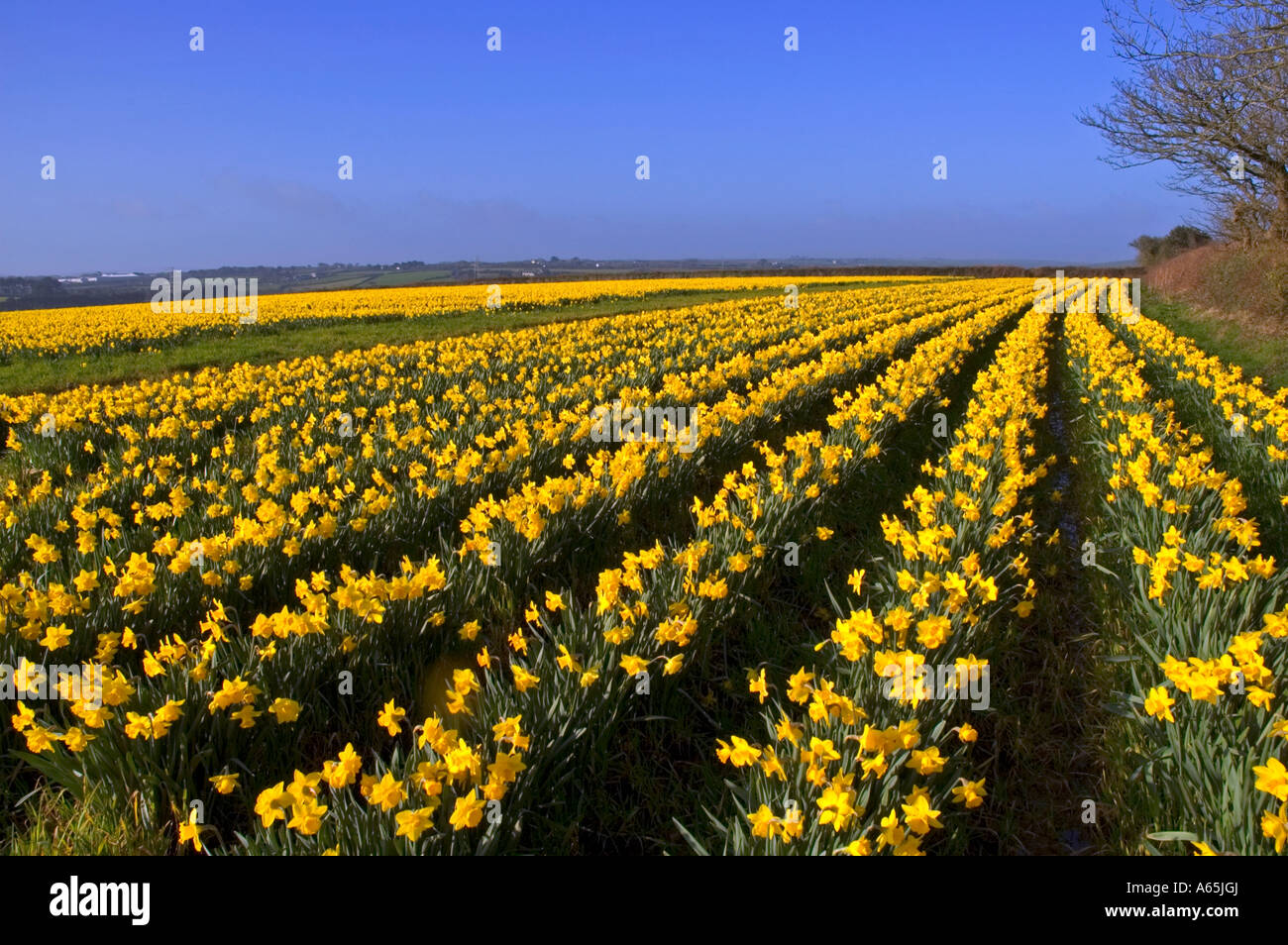 A Field Of Golden Daffodils Near Camborne In Cornwallengland Stock